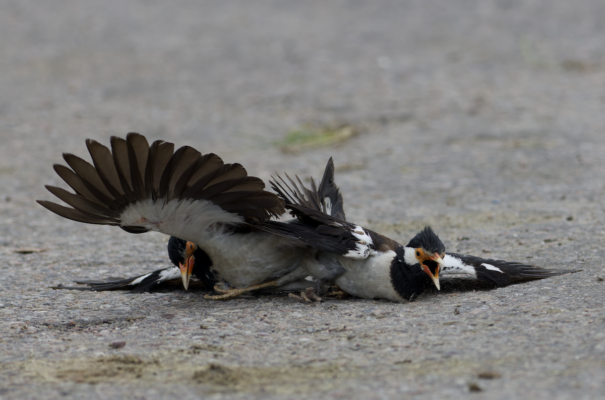 Indian Pied Starling - ML622394148