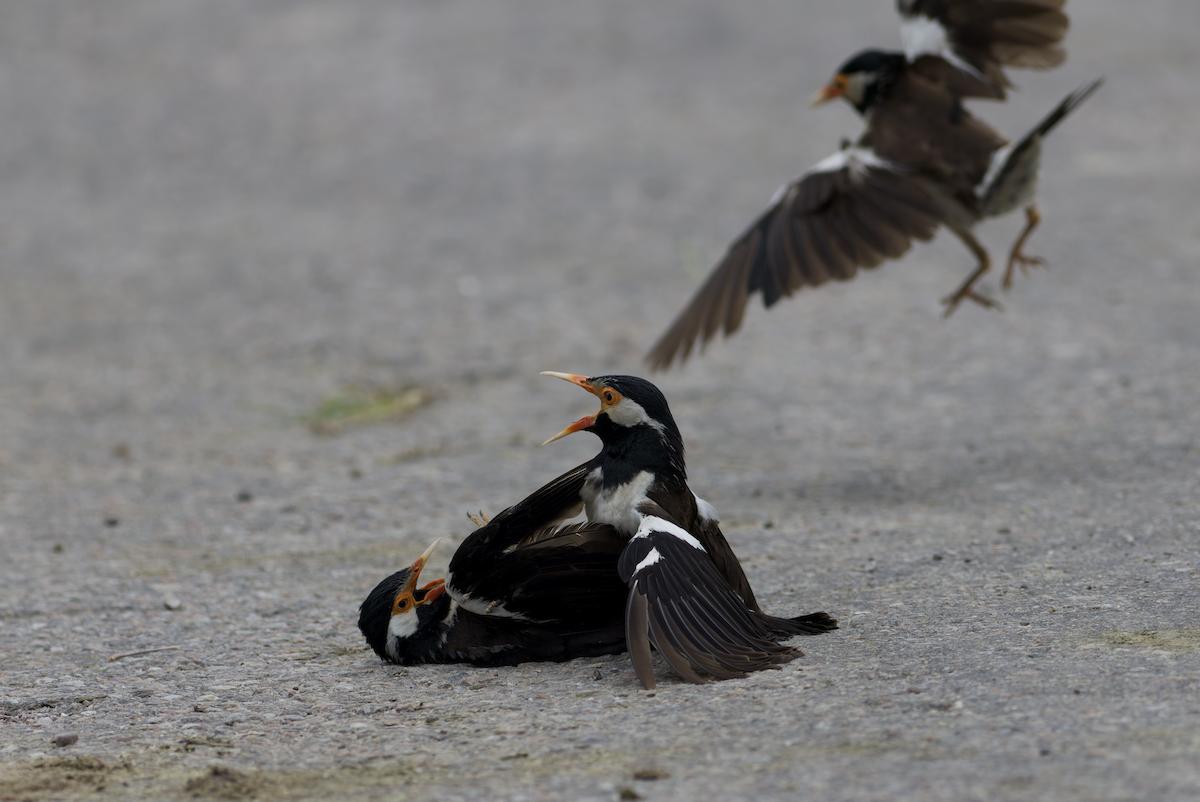 Indian Pied Starling - ML622394150