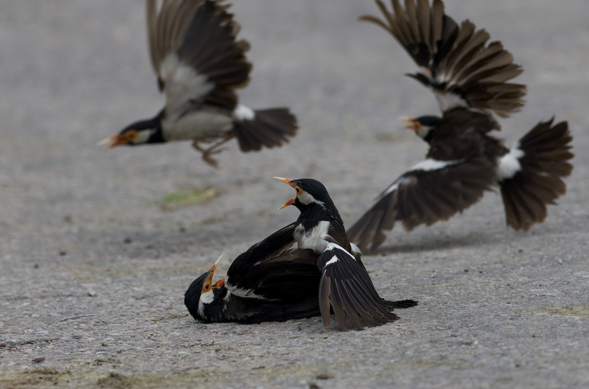 Indian Pied Starling - ML622394151