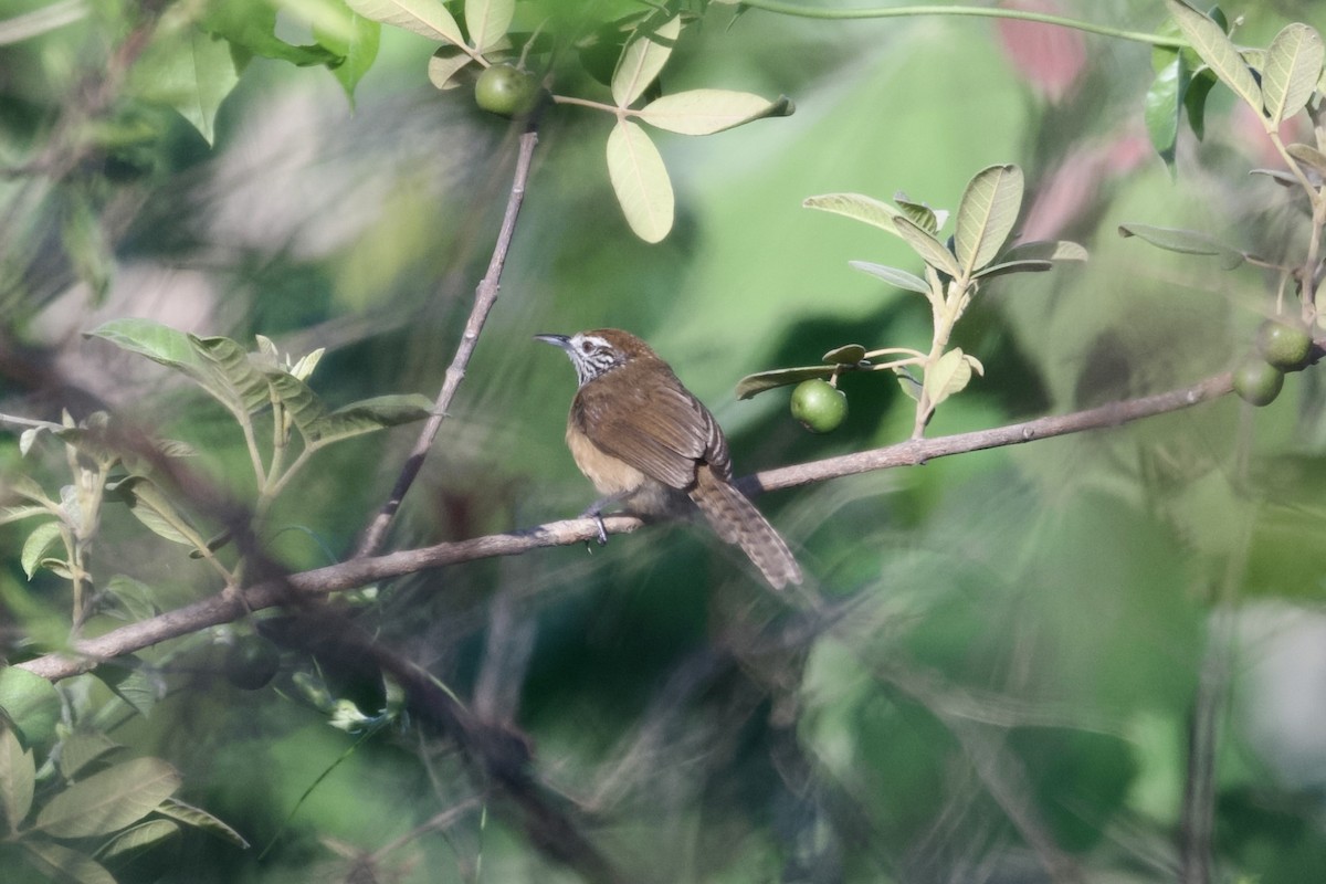 Happy Wren - ML622394154