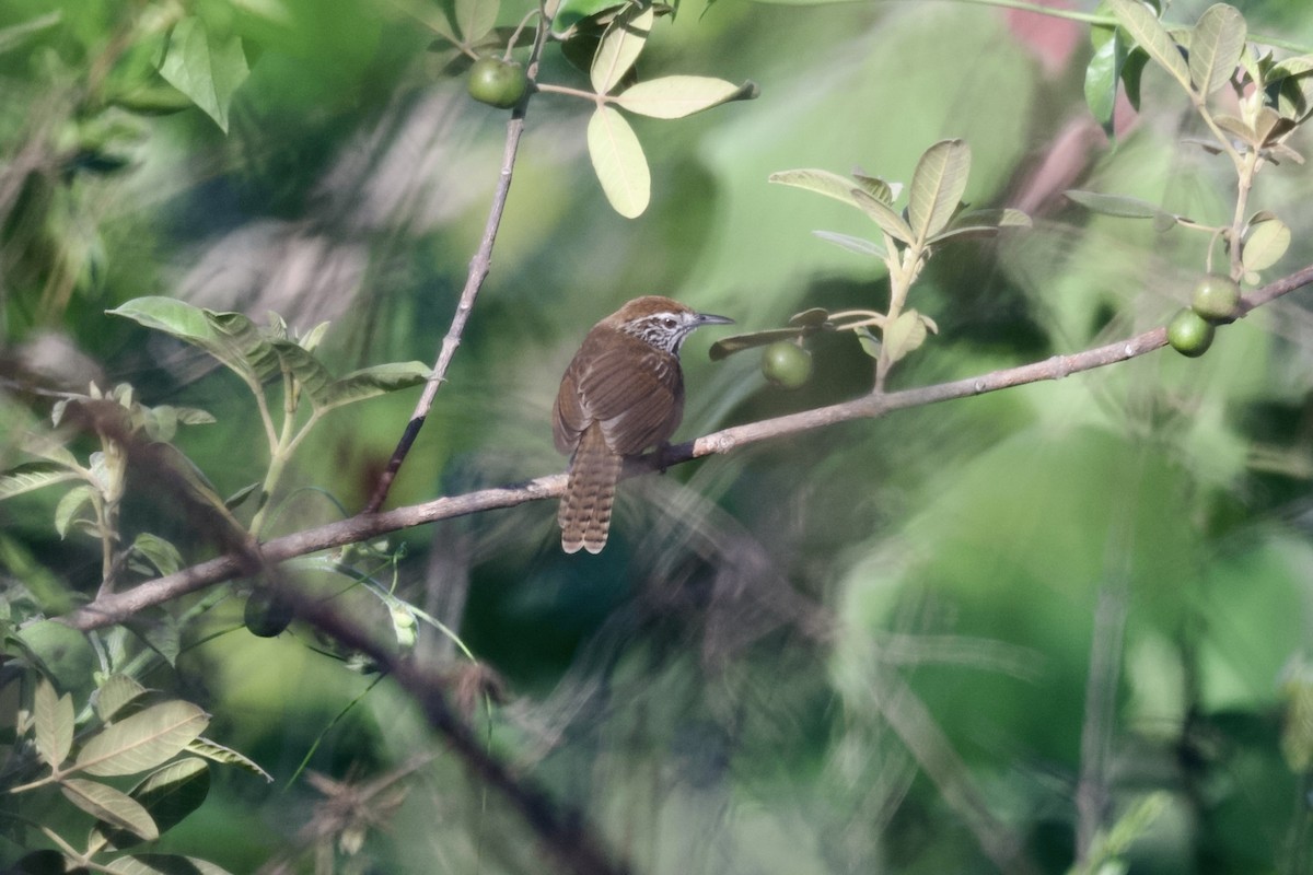 Happy Wren - ML622394155