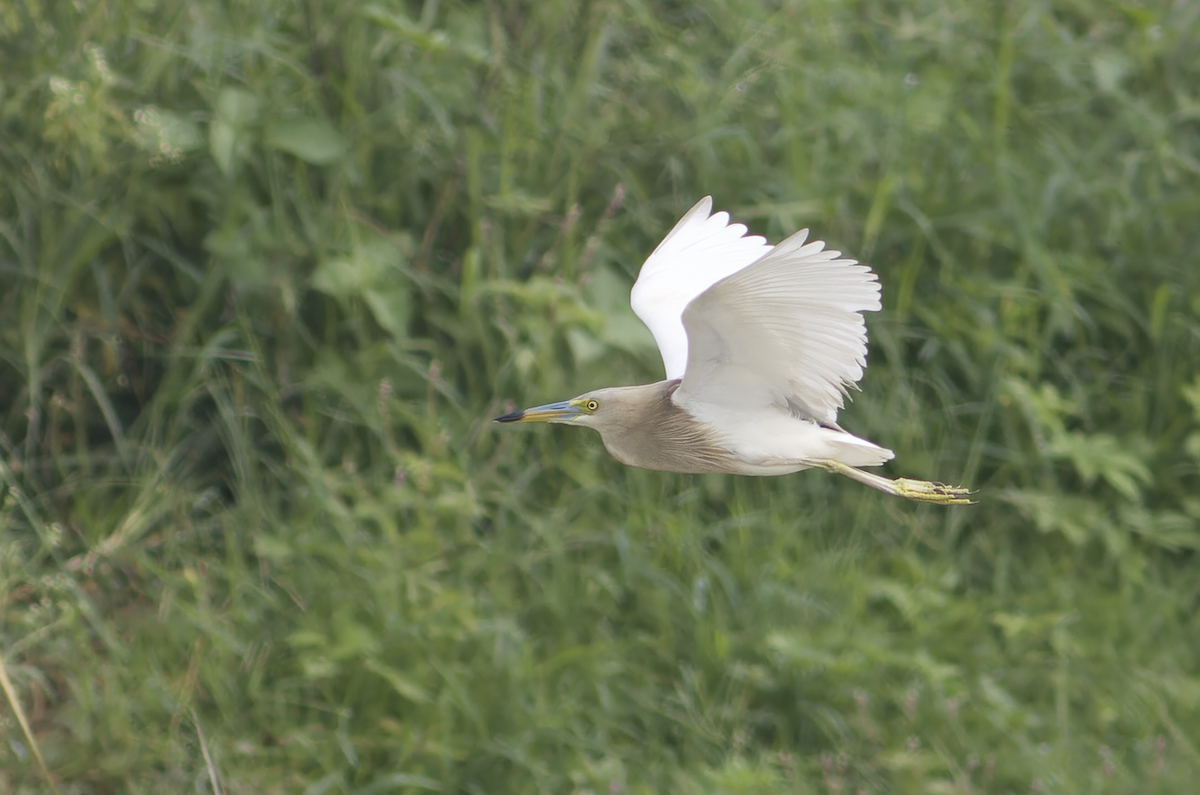 Indian Pond-Heron - ML622394158