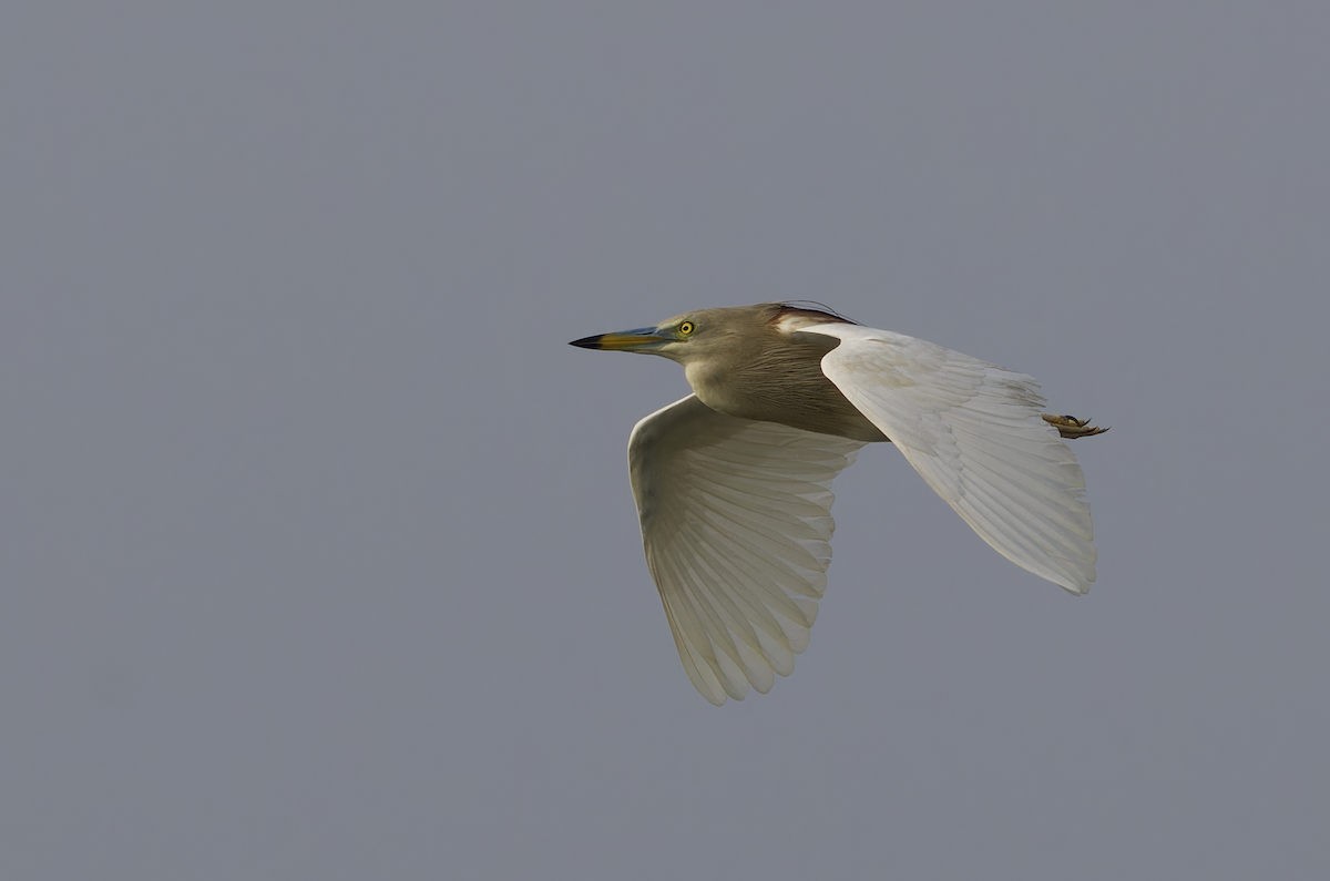 Indian Pond-Heron - ML622394160