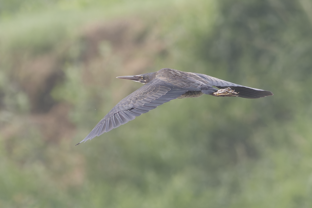 Black Bittern - Kavi Nanda