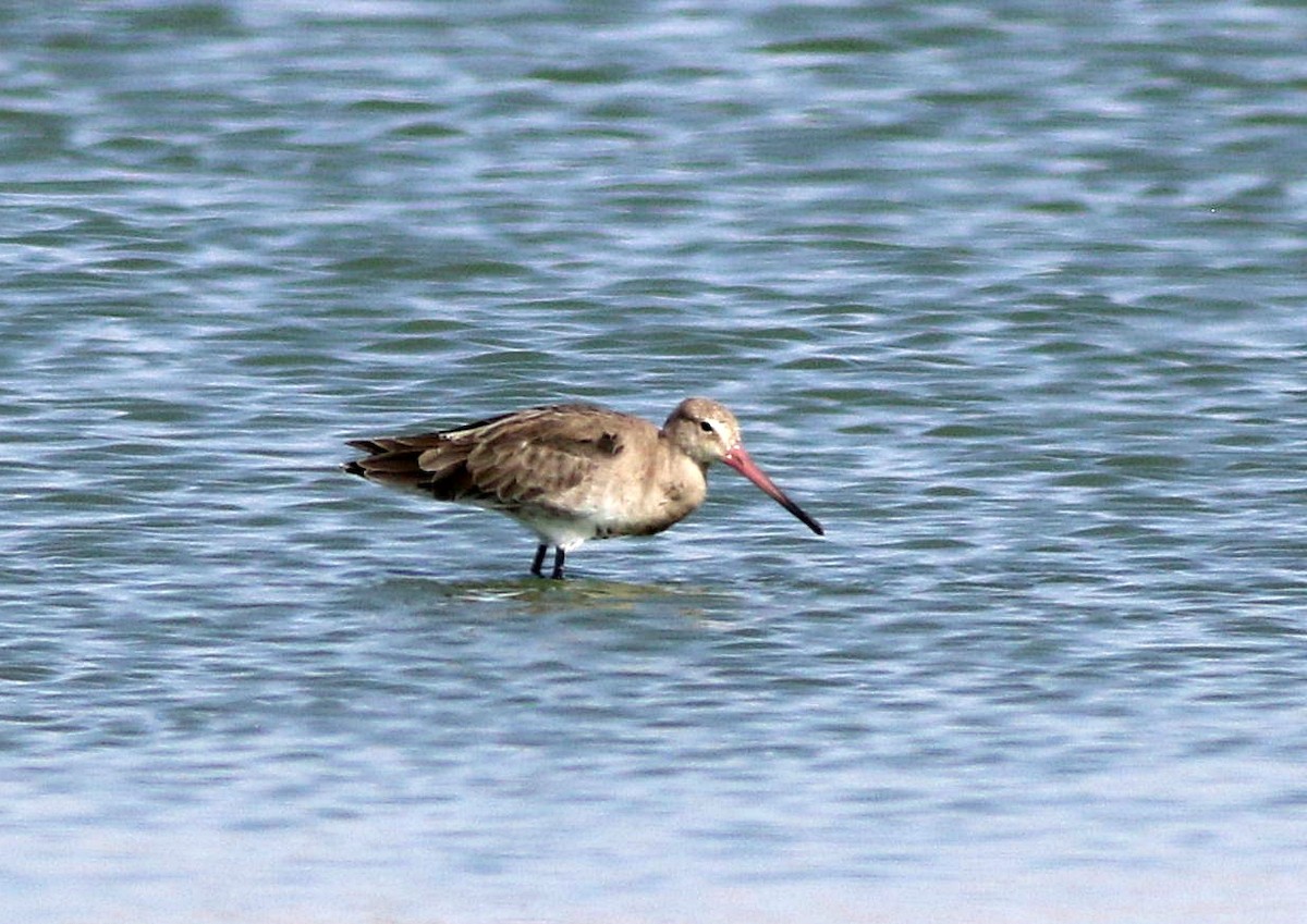 Black-tailed Godwit - ML622394221