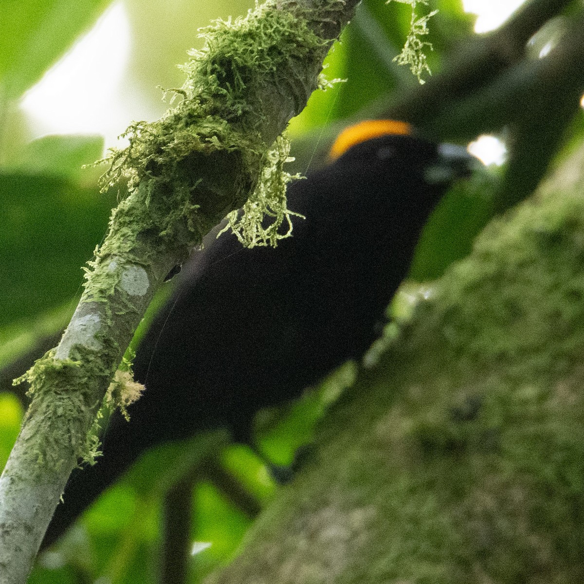 Tawny-crested Tanager - ML622394309