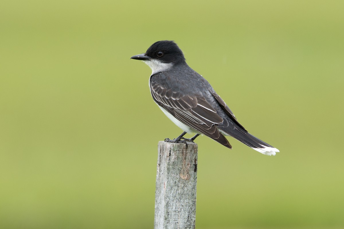 Eastern Kingbird - Frank Lehman