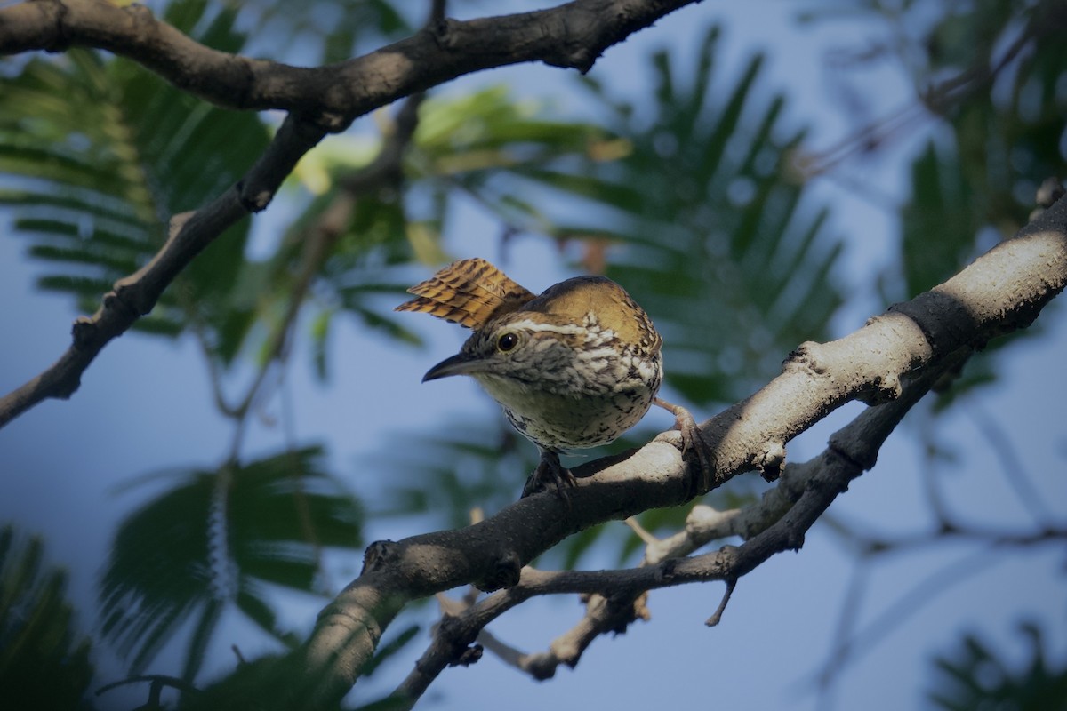 Banded Wren - ML622394317