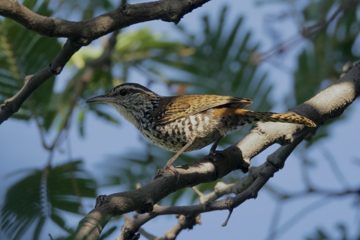 Banded Wren - ML622394318