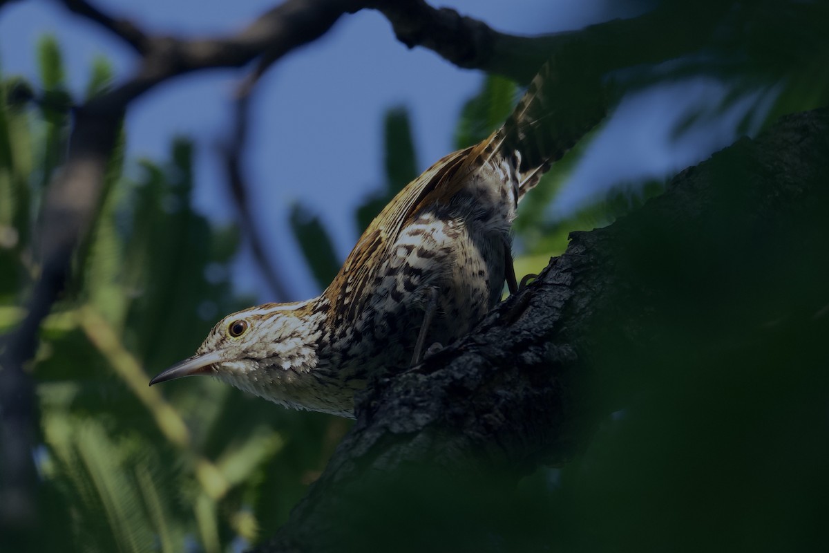 Banded Wren - ML622394319