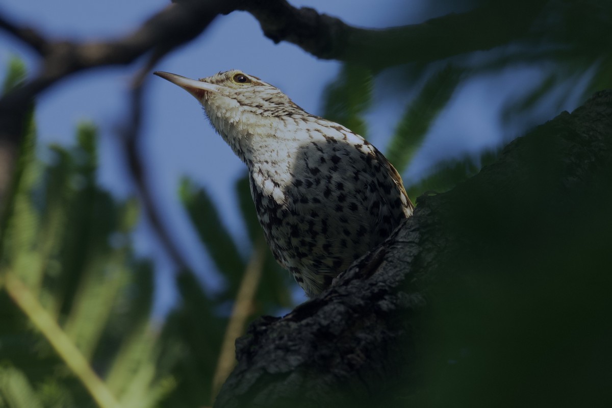 Banded Wren - ML622394321