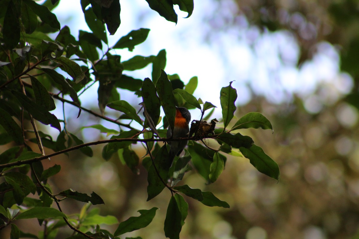 Flame-throated Warbler - ML622394332