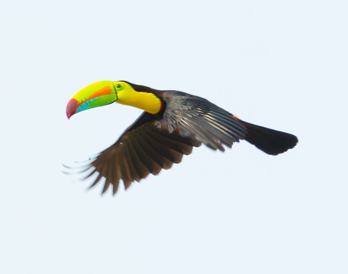 Keel-billed Toucan - Trevor Ambrico