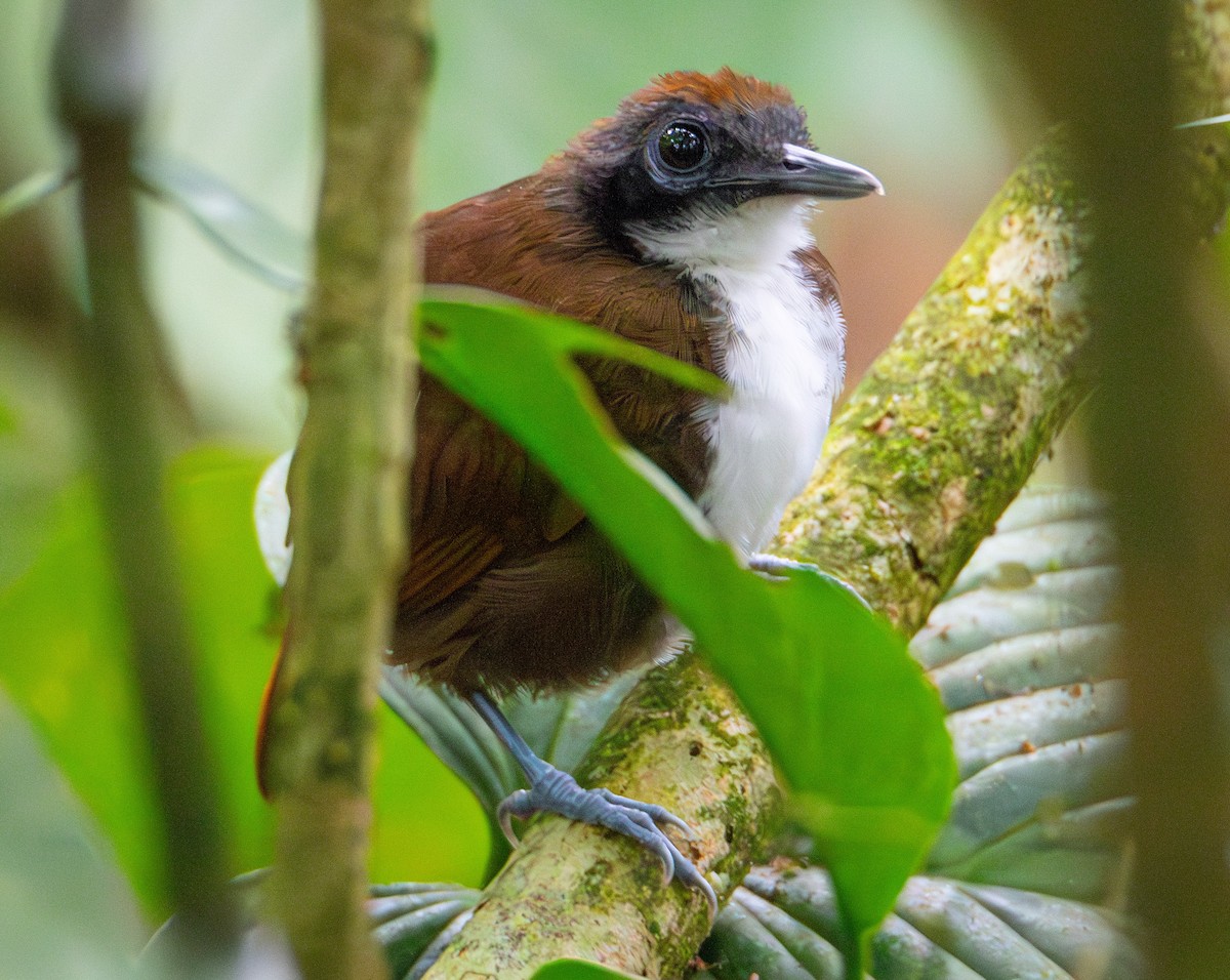 Bicolored Antbird - Trevor Ambrico