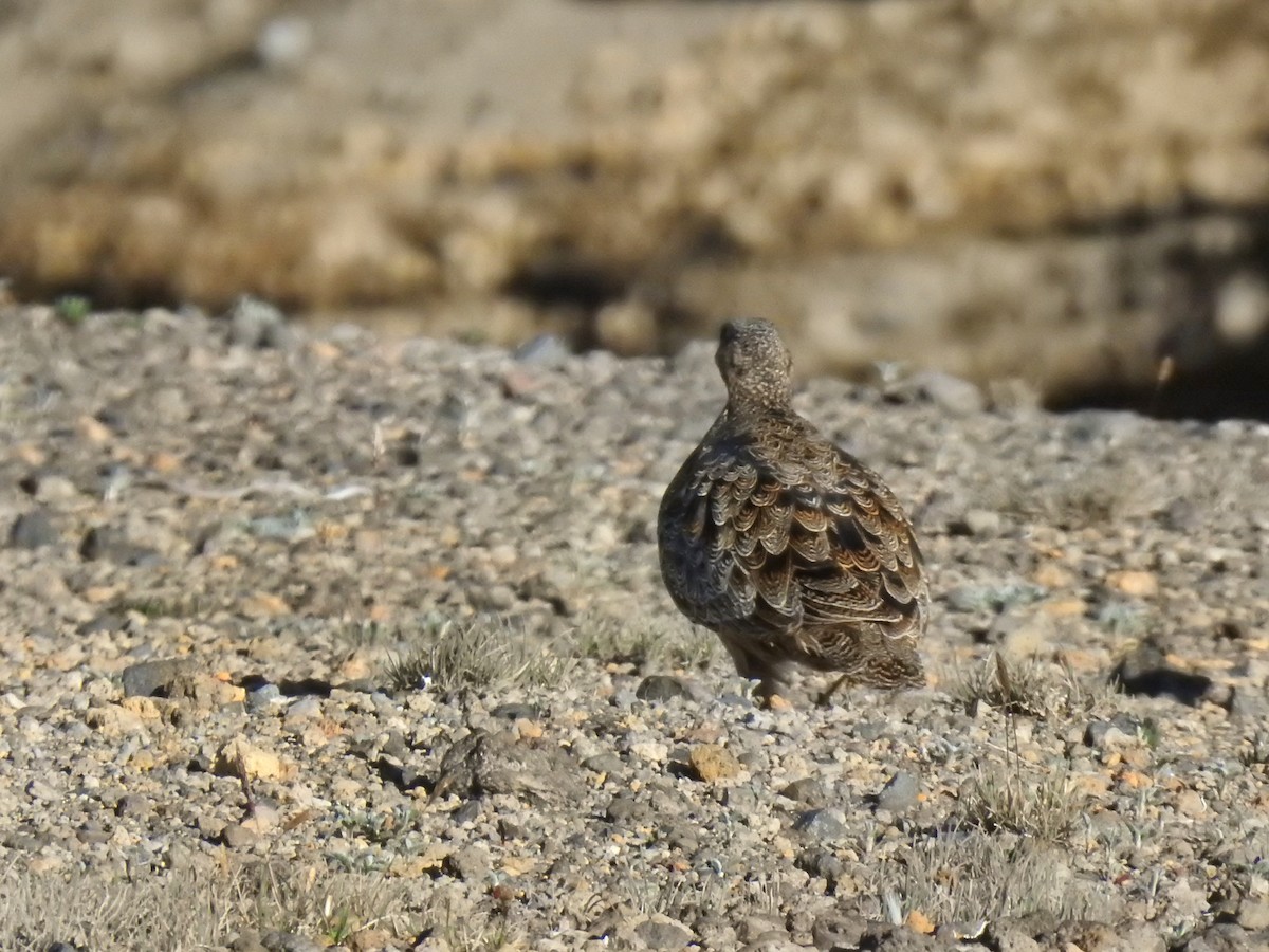 Rufous-bellied Seedsnipe - ML622394511