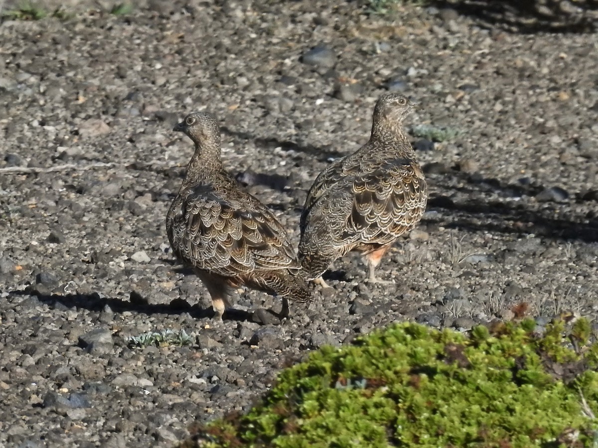 Rufous-bellied Seedsnipe - ML622394512