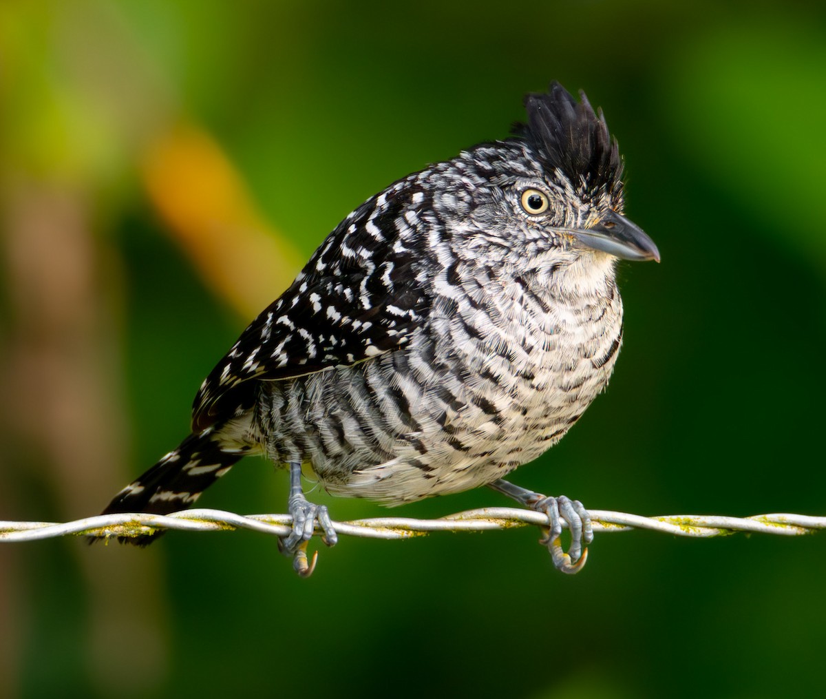 Batará Barrado - ML622394608