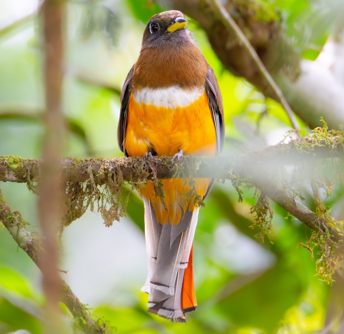 Collared Trogon - Trevor Ambrico