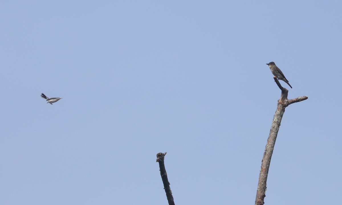 Olive-sided Flycatcher - ML622394631