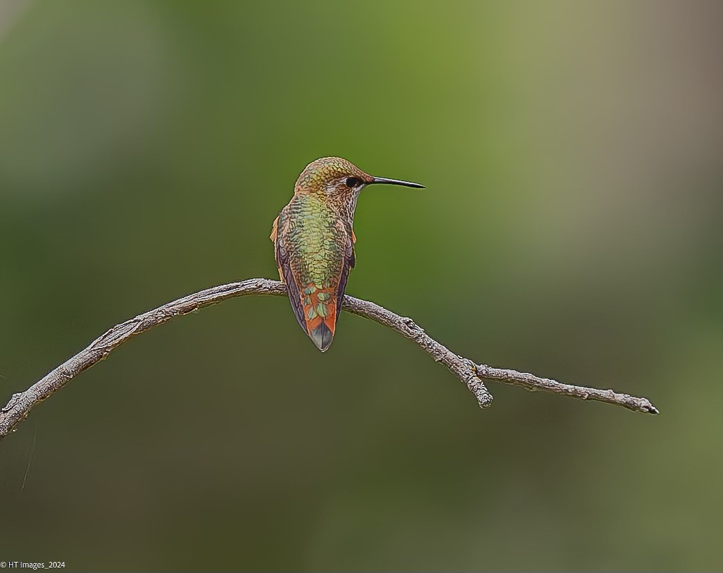 Rufous Hummingbird - ML622394635