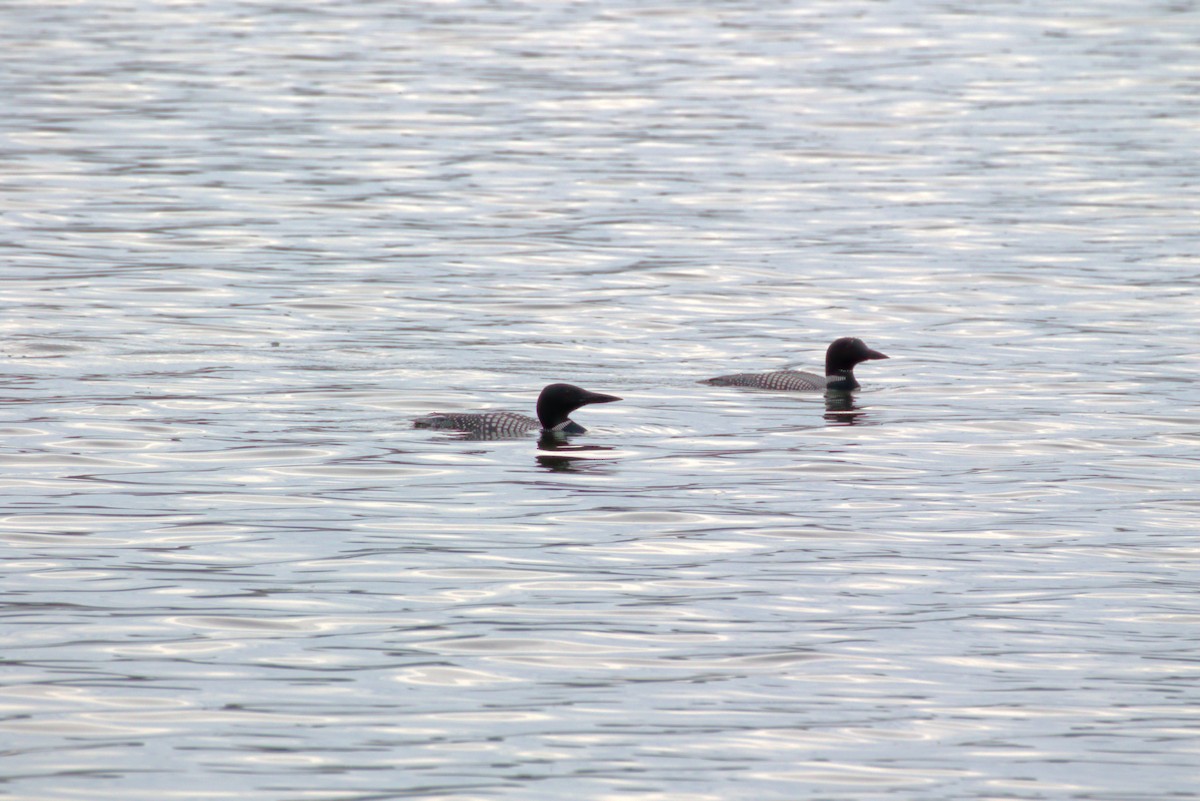 Common Loon - ML622394650
