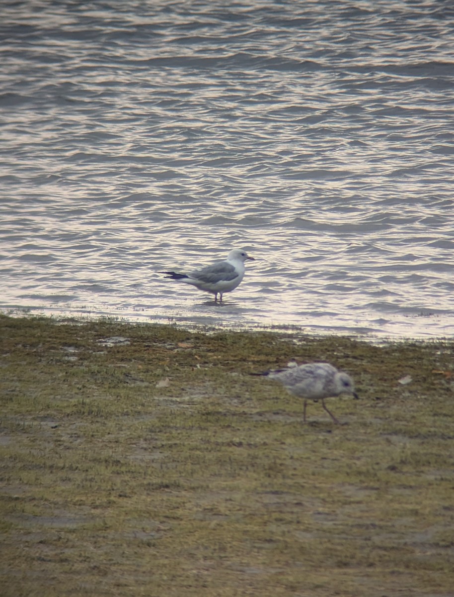 Short-billed Gull - ML622394655