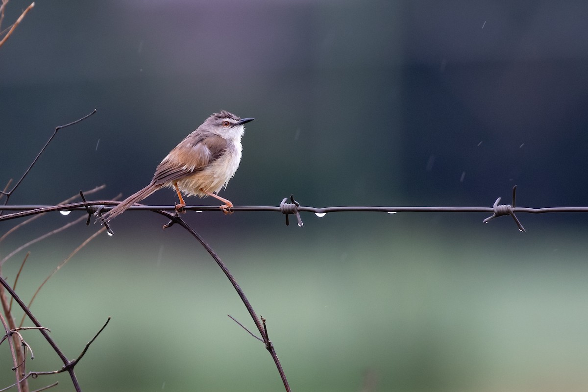 Tawny-flanked Prinia - ML622394740