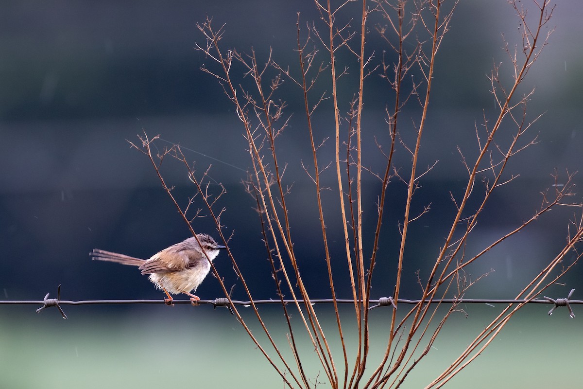 Tawny-flanked Prinia - ML622394741