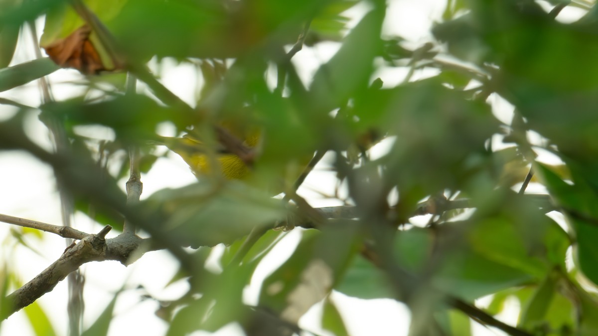 Javan White-eye - ML622394752