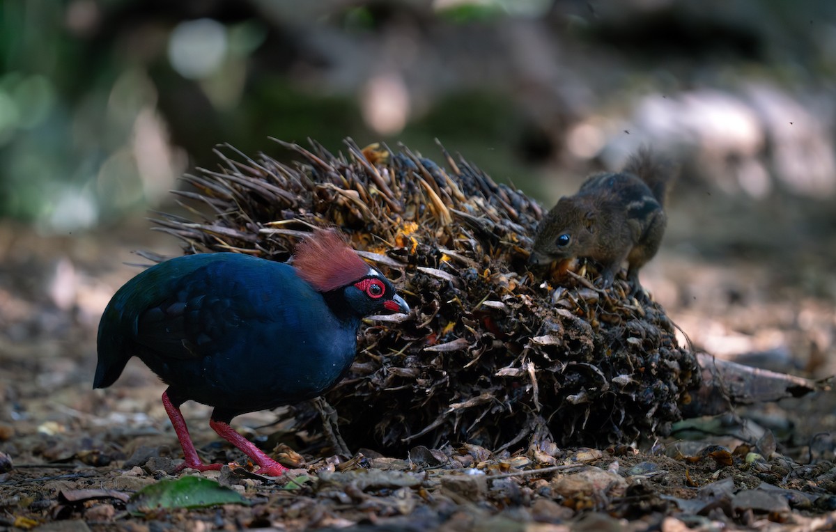 Crested Partridge - ML622394859