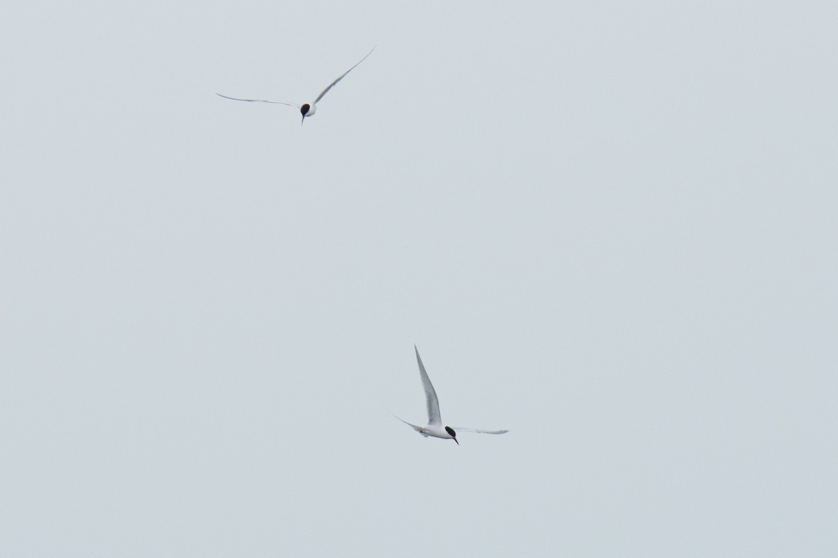 Roseate Tern - ML62239491