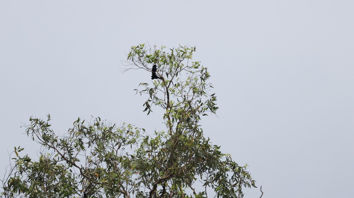 Wallacean Drongo (Timor) - ML622394915