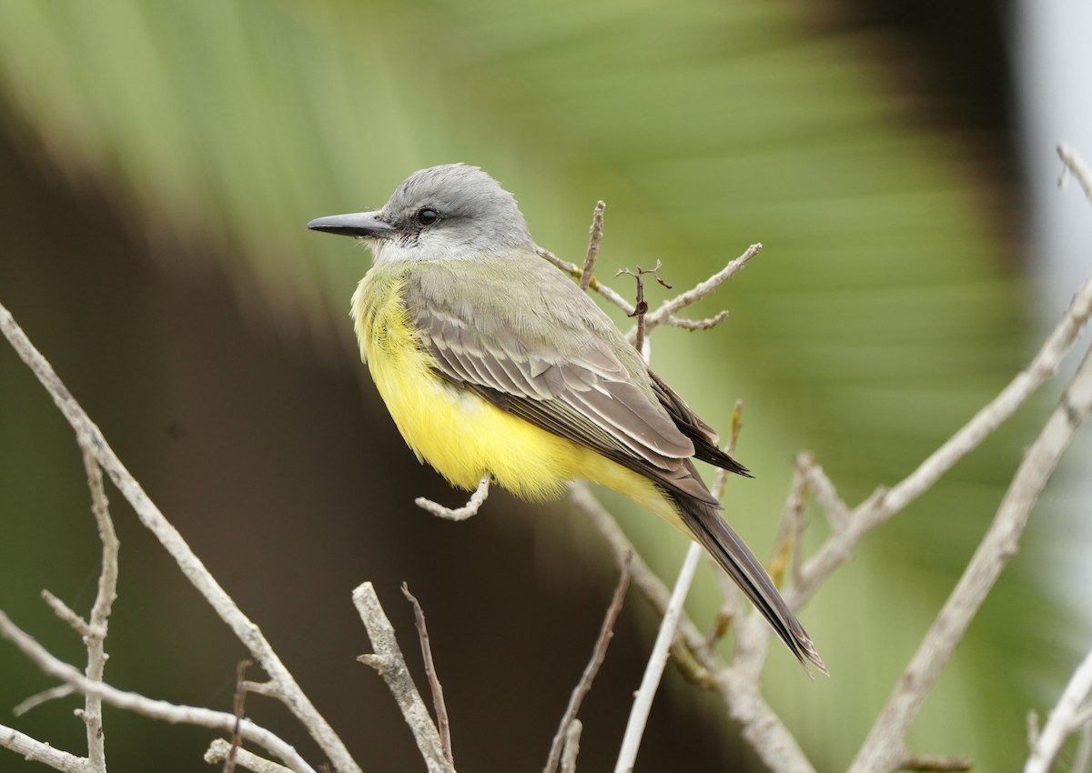 Tropical Kingbird - ML622394957