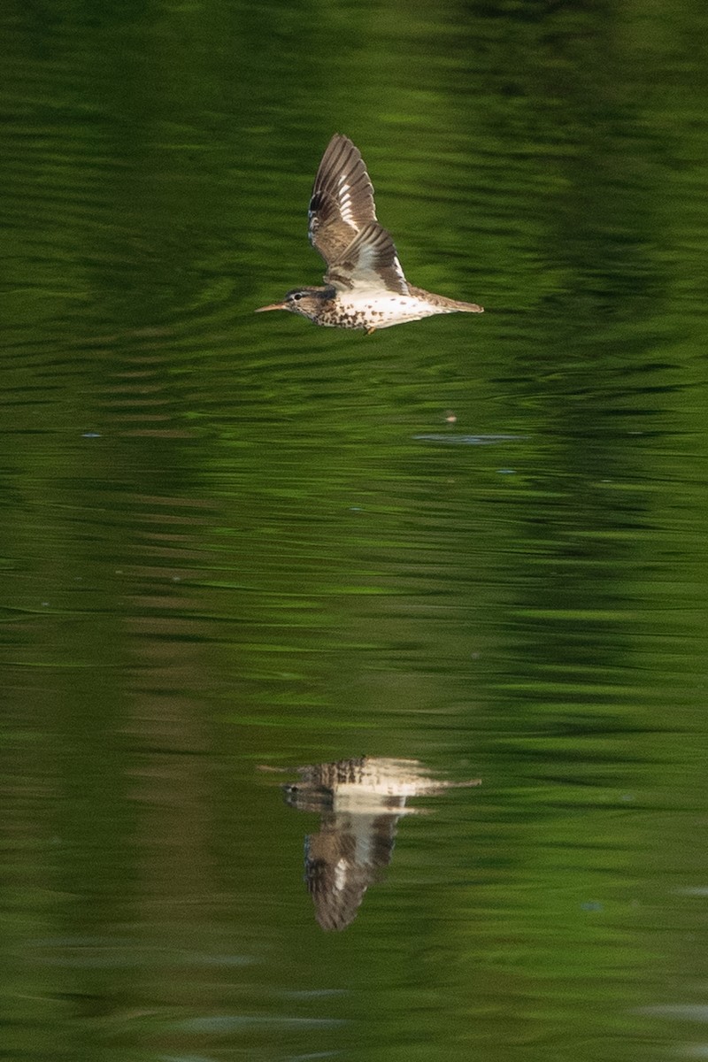 Spotted Sandpiper - ML622395036