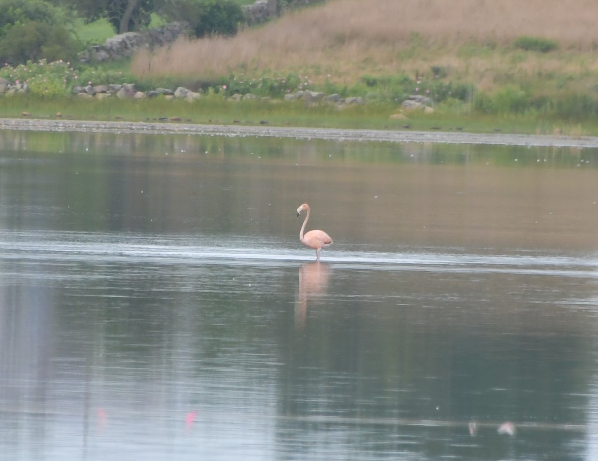 American Flamingo - ML622395119
