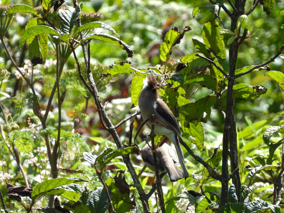 White-collared Yuhina - ML622395203