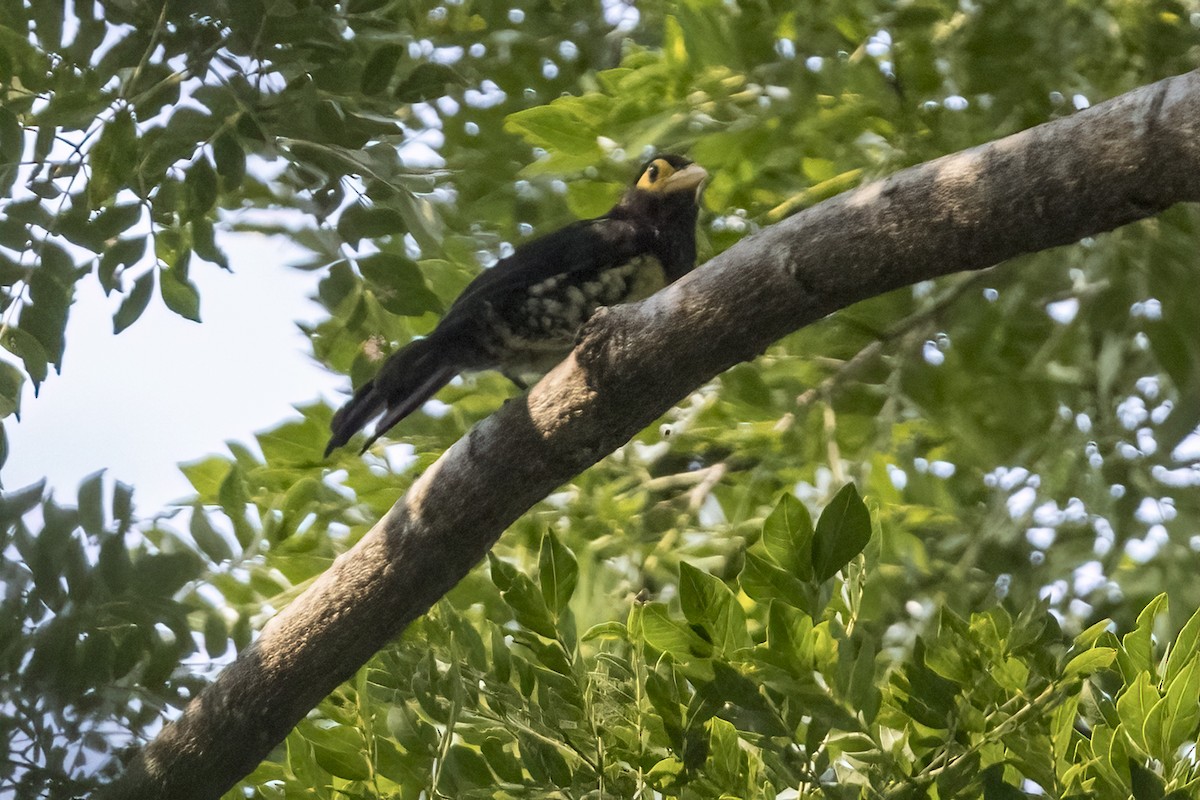 Gelbschnabel-Bartvogel - ML622395252