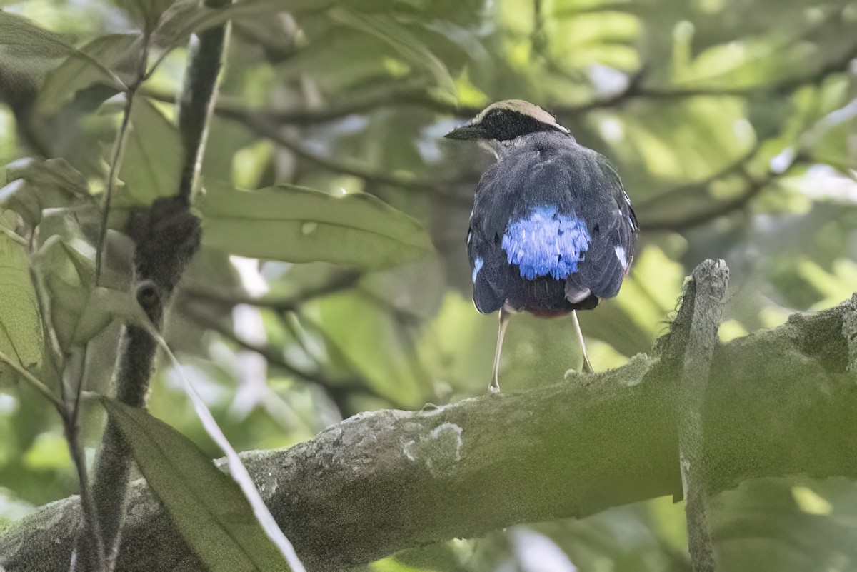 Green-breasted Pitta - Robert Lockett