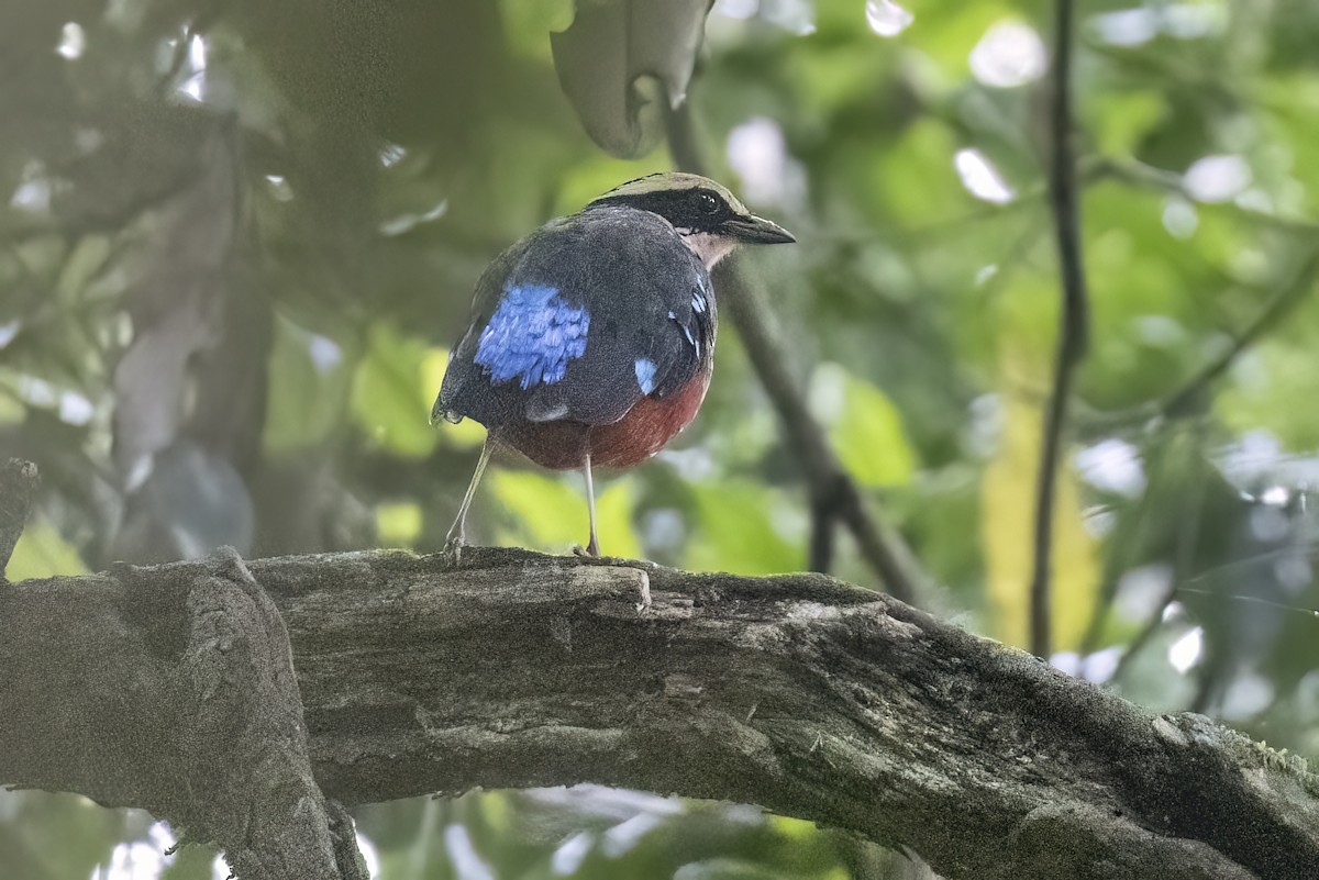 Green-breasted Pitta - ML622395255