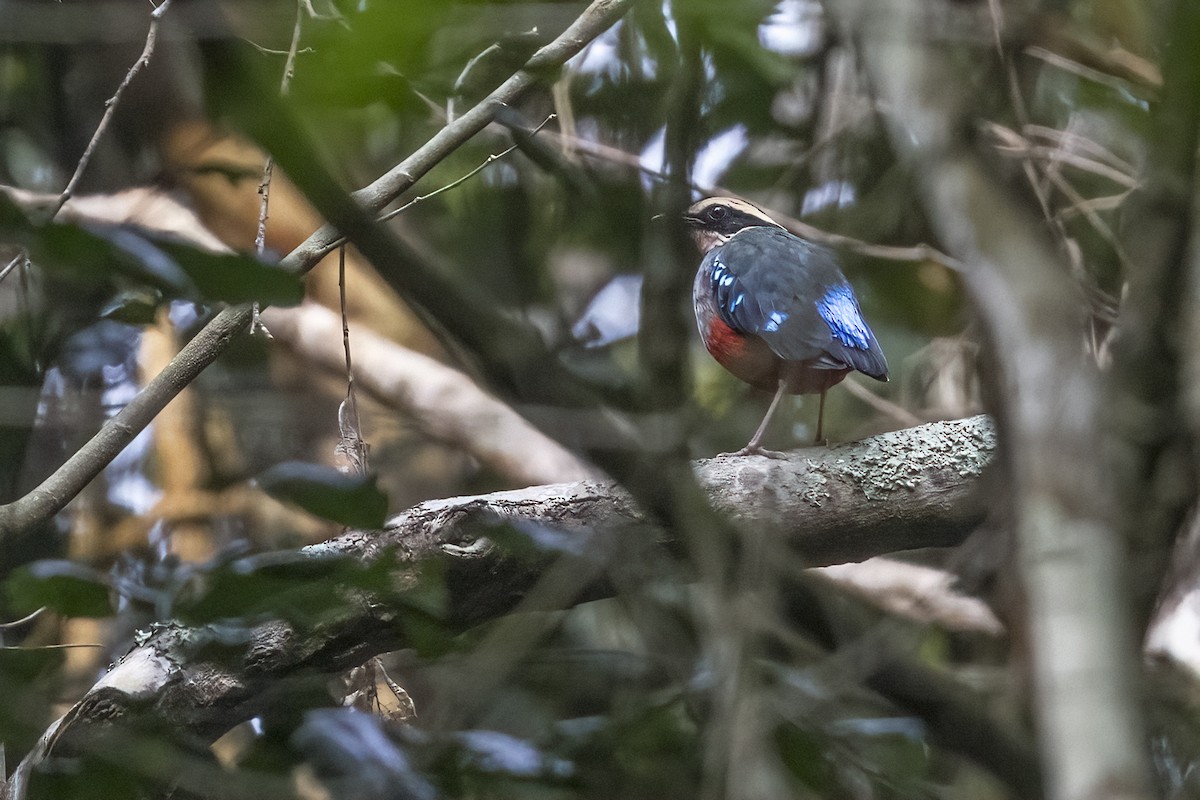 Green-breasted Pitta - ML622395256