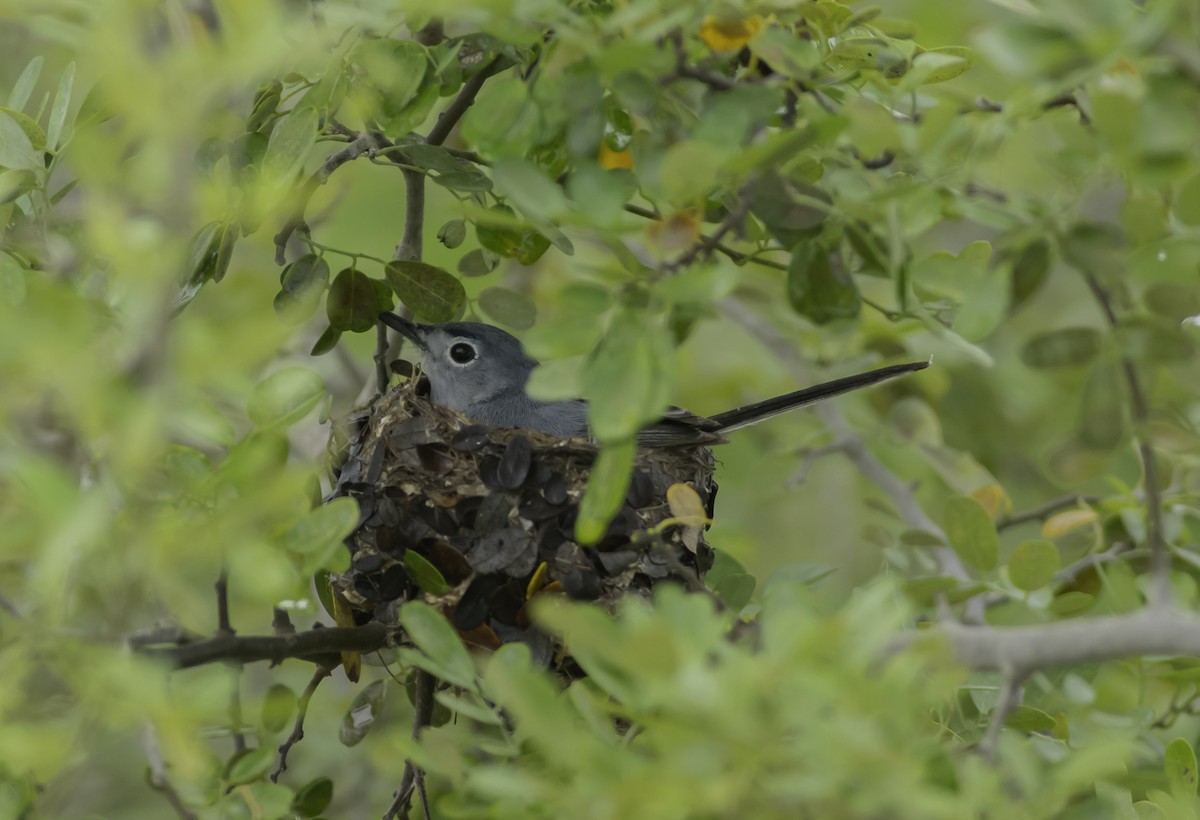 Blue-gray Gnatcatcher - ML622395291