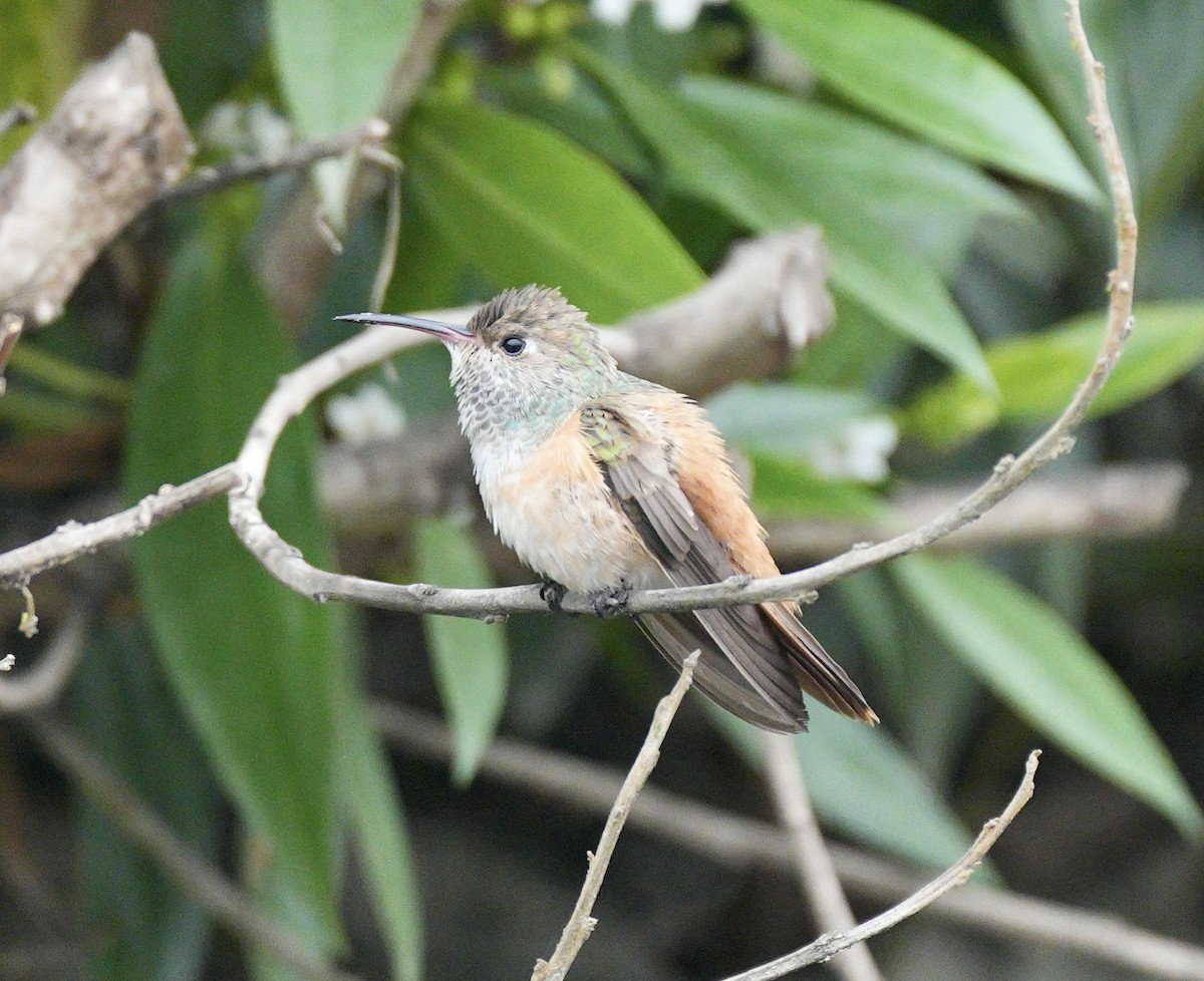 Amazilia Hummingbird - ML622395314