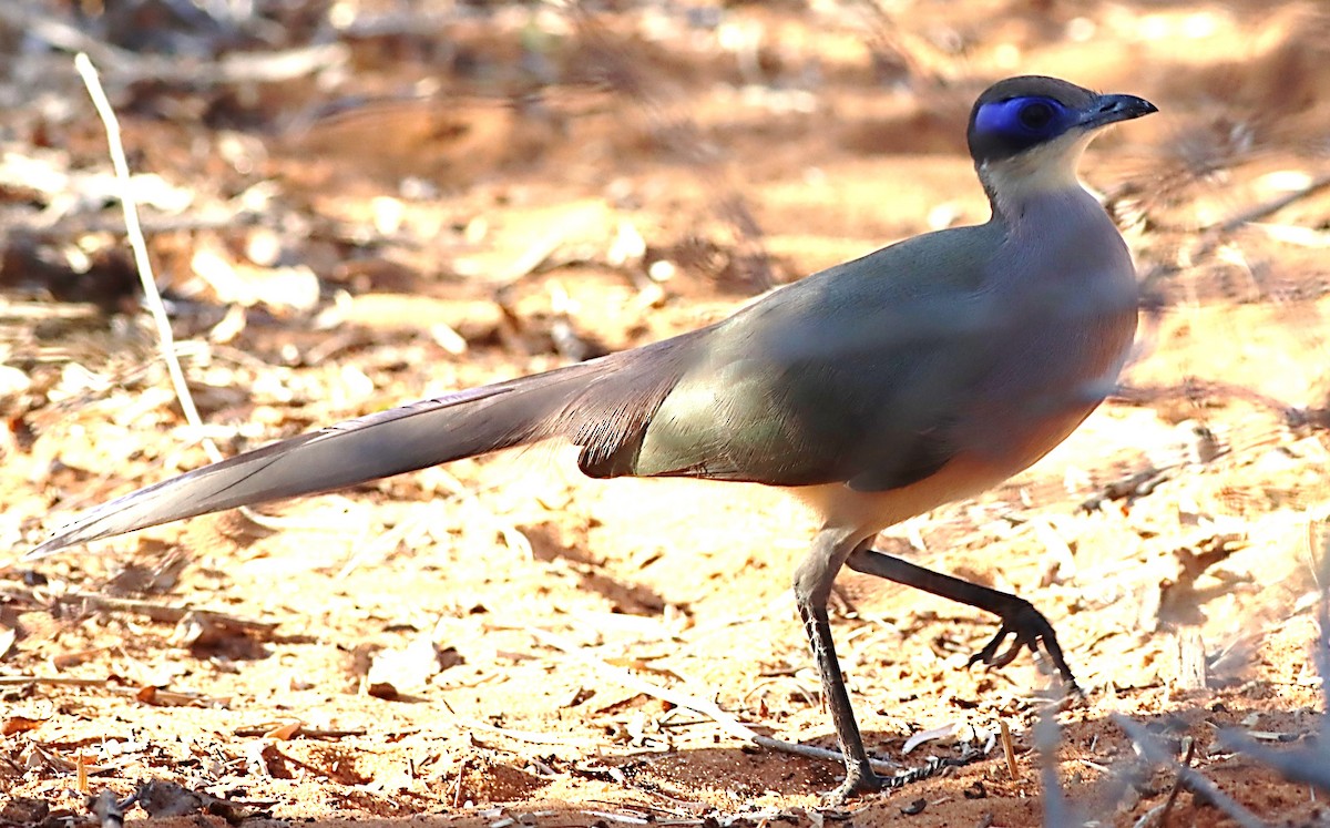 Red-capped Coua - ML622395331