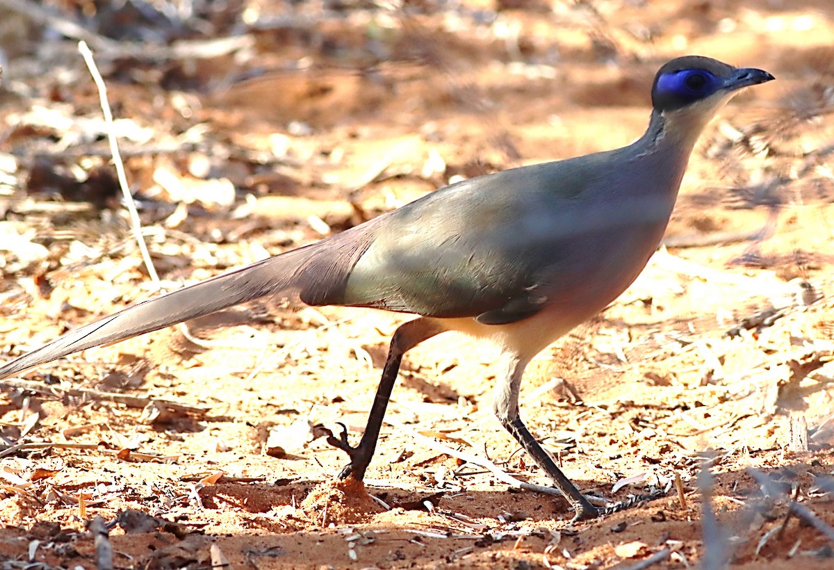 Red-capped Coua - ML622395343