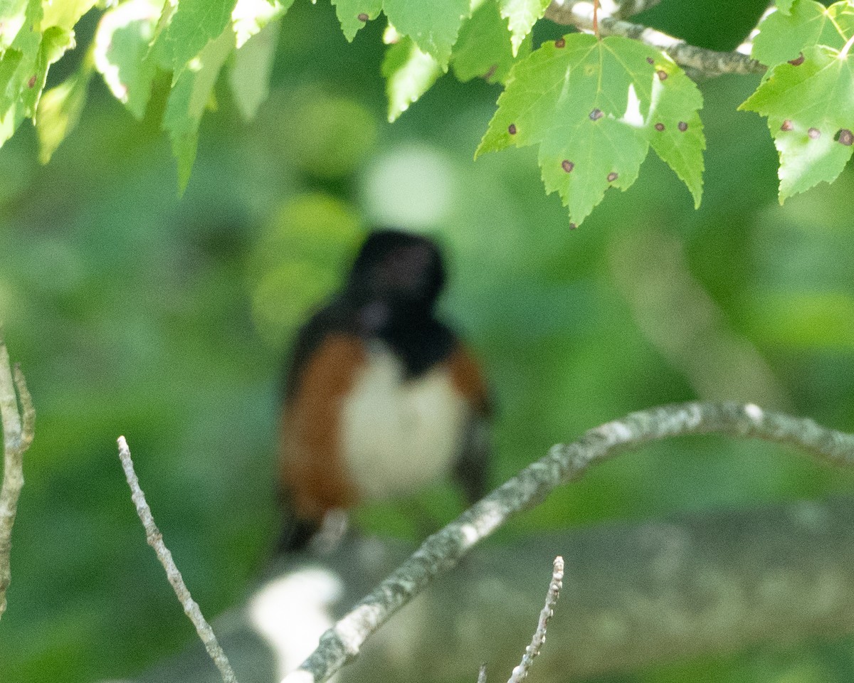 Eastern Towhee - ML622395366