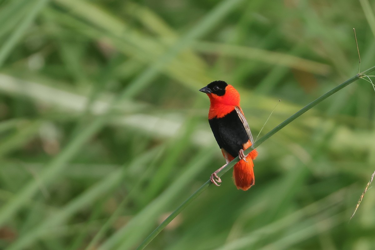 Northern Red Bishop - ML622395457