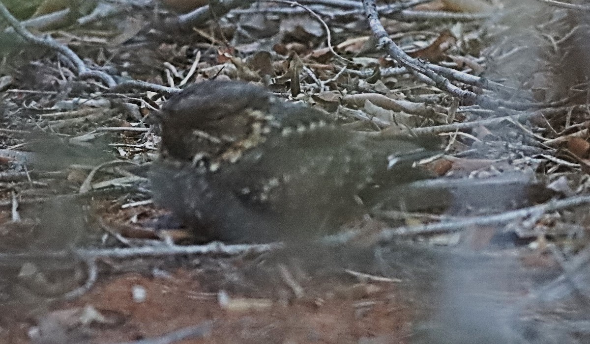 Madagascar Nightjar - ML622395484