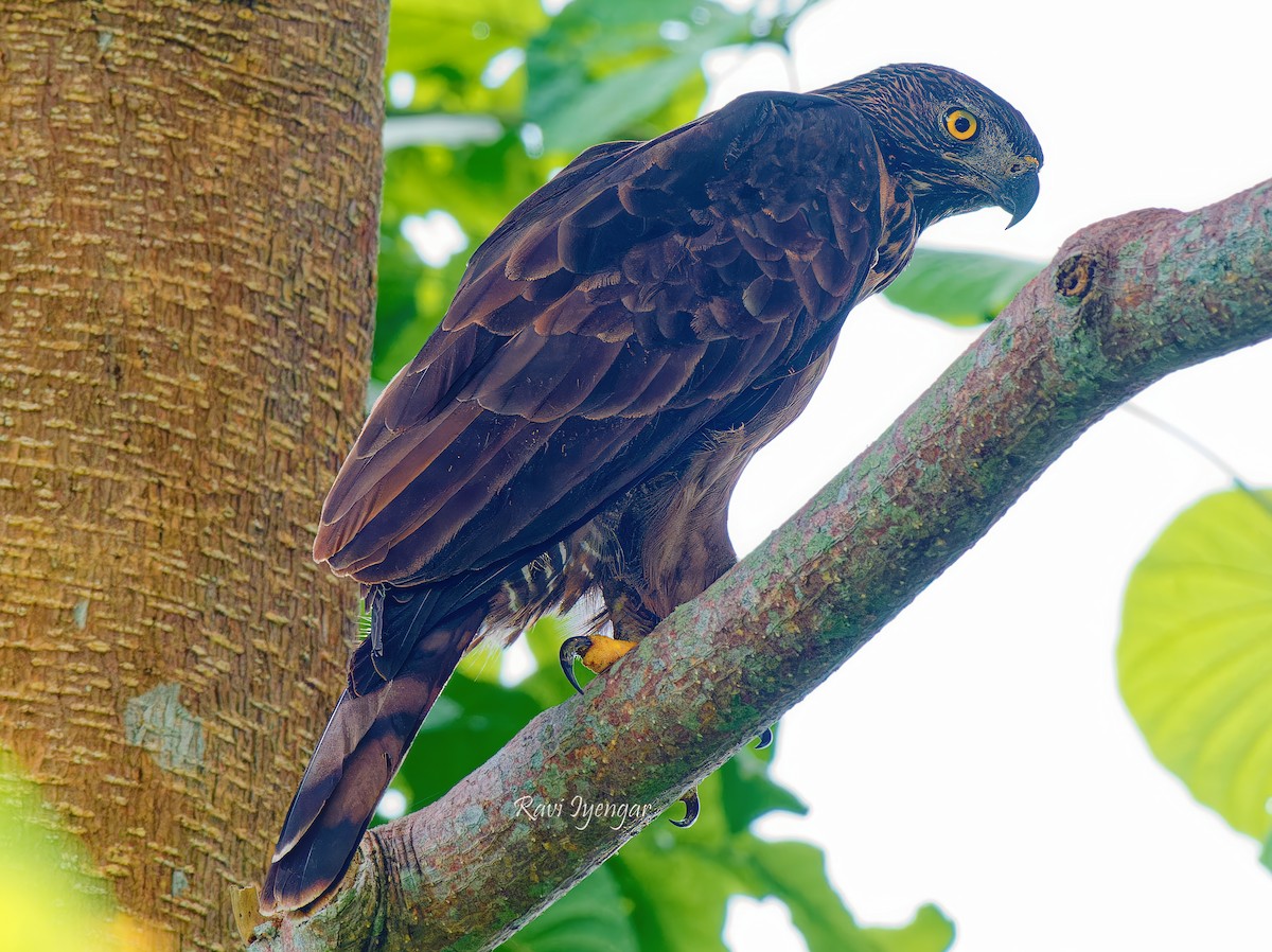 Philippine Hawk-Eagle - ML622395561