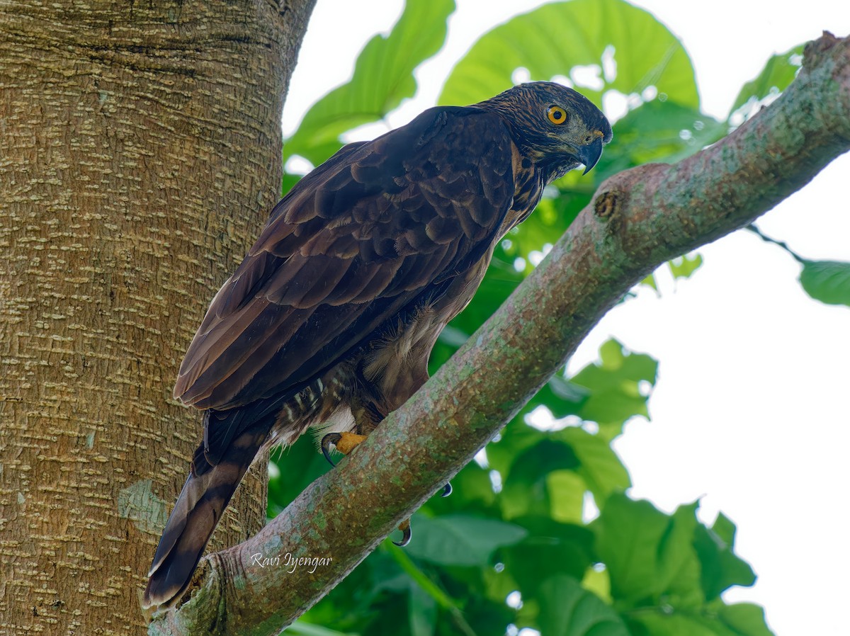 Philippine Hawk-Eagle - ML622395564