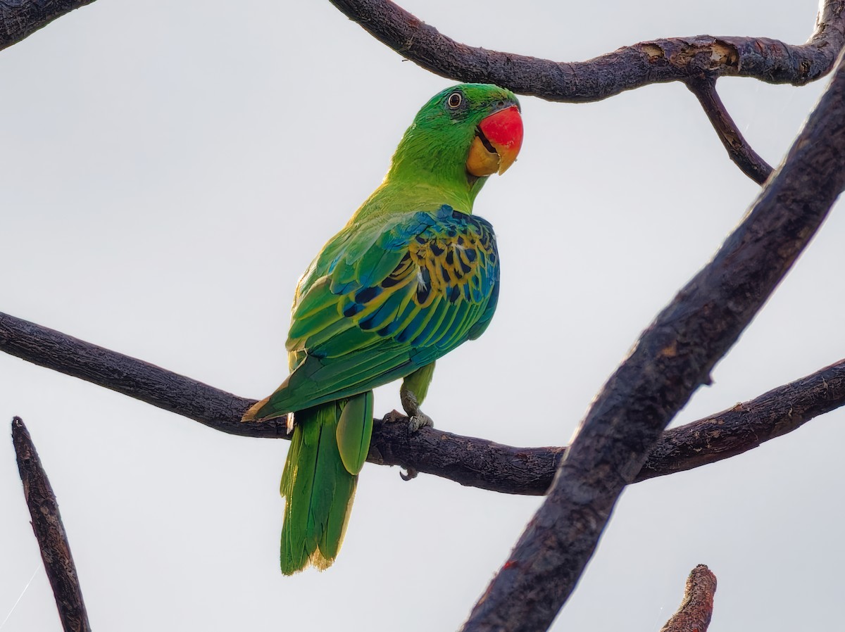 Blue-naped Parrot - ML622395614